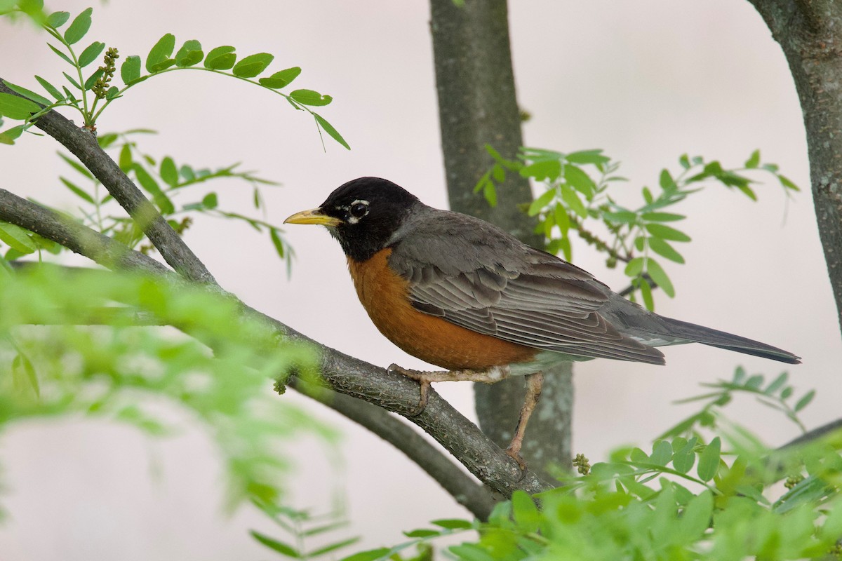 American Robin - ML473346351