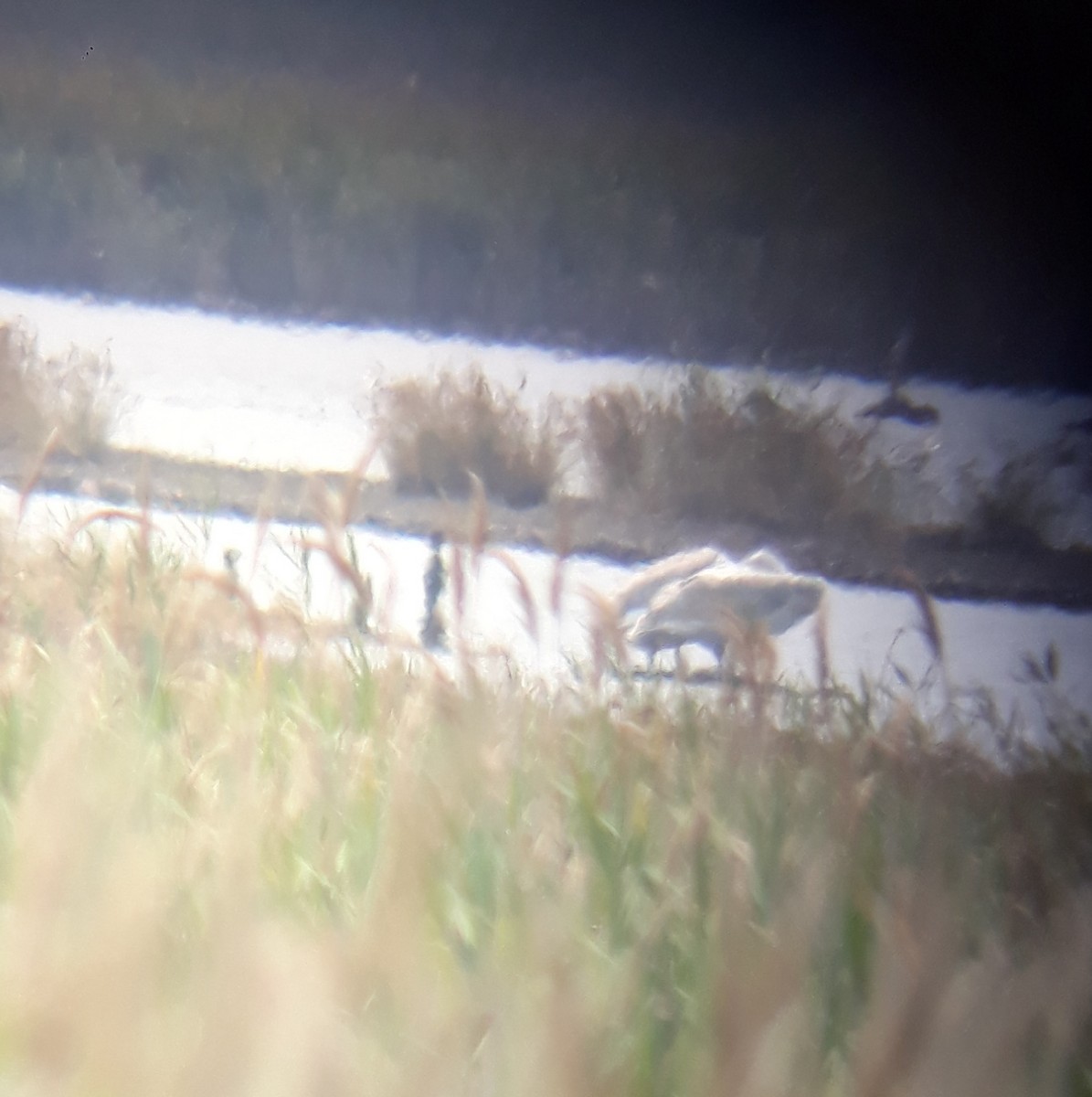 Dalmatian Pelican - ML473346541