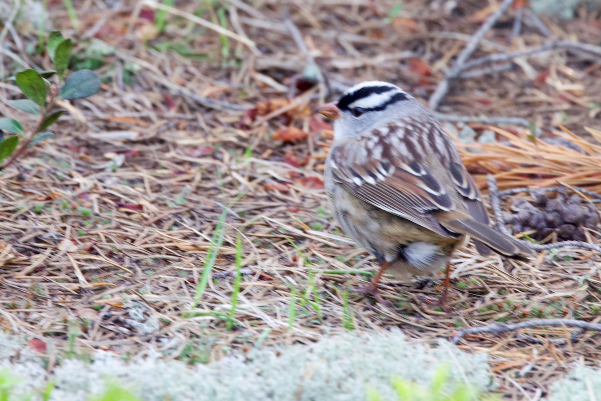 Chipping Sparrow - ML473346731