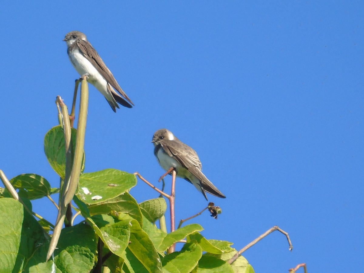 Bank Swallow - ML473346821