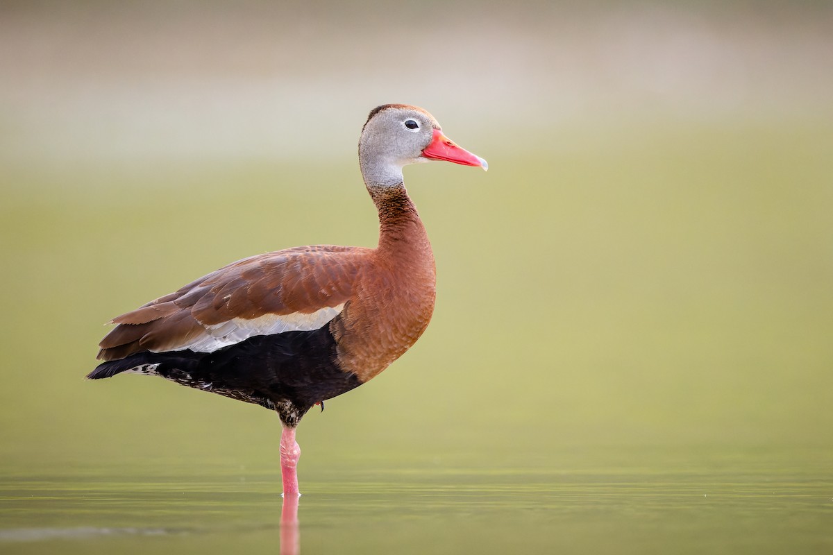 Black-bellied Whistling-Duck - ML473347151