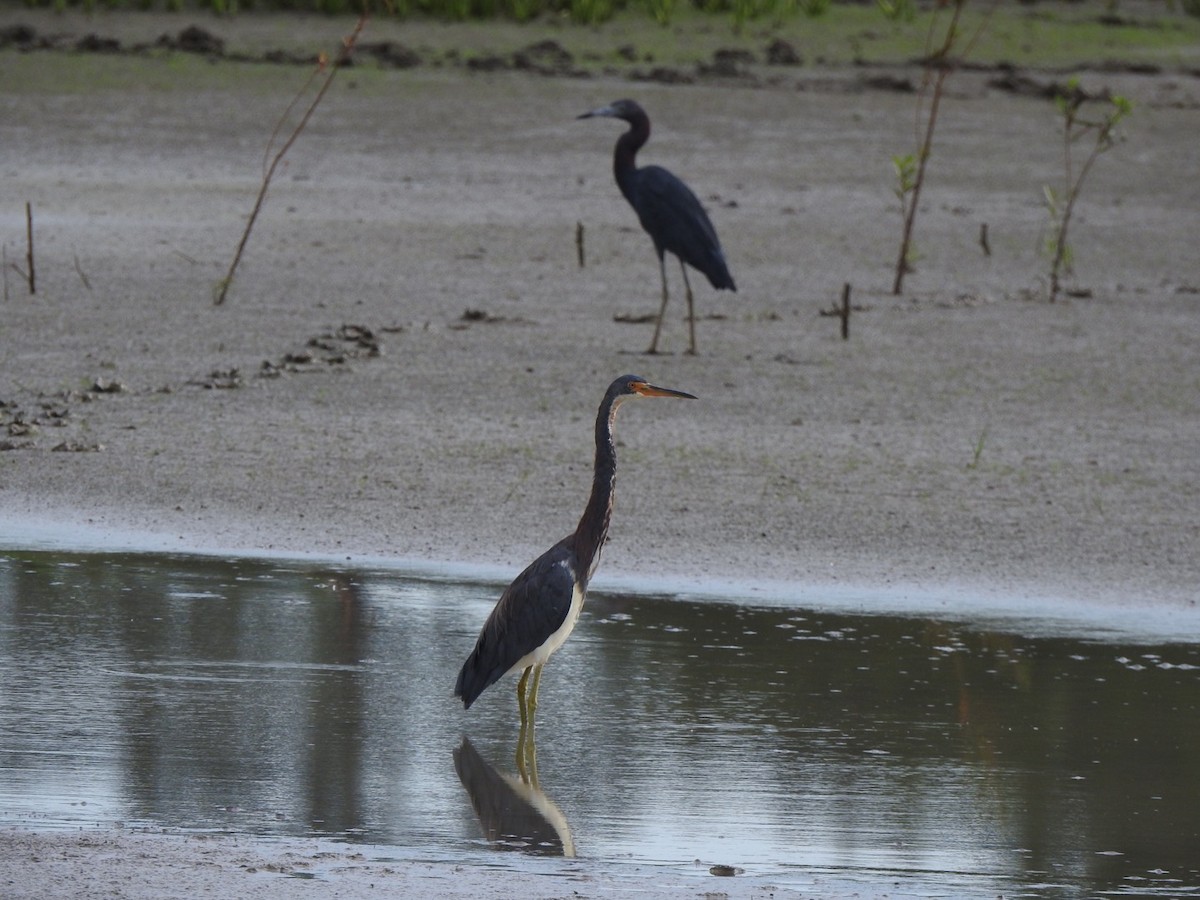 Tricolored Heron - ML473347201