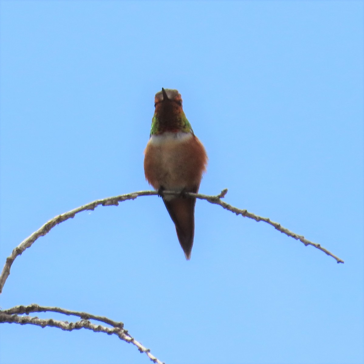 Rufous Hummingbird - ML473347841