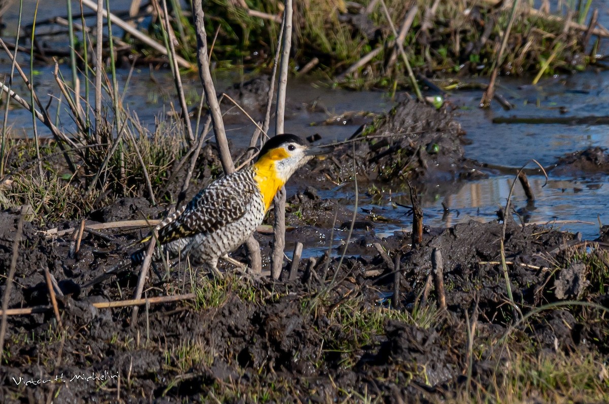 Carpintero Campestre - ML473347881