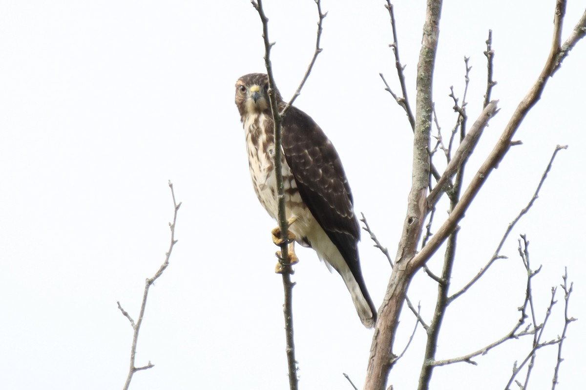 Broad-winged Hawk - ML473348251