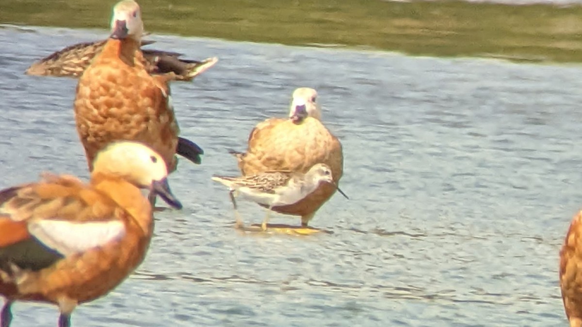 Marsh Sandpiper - ML473348951