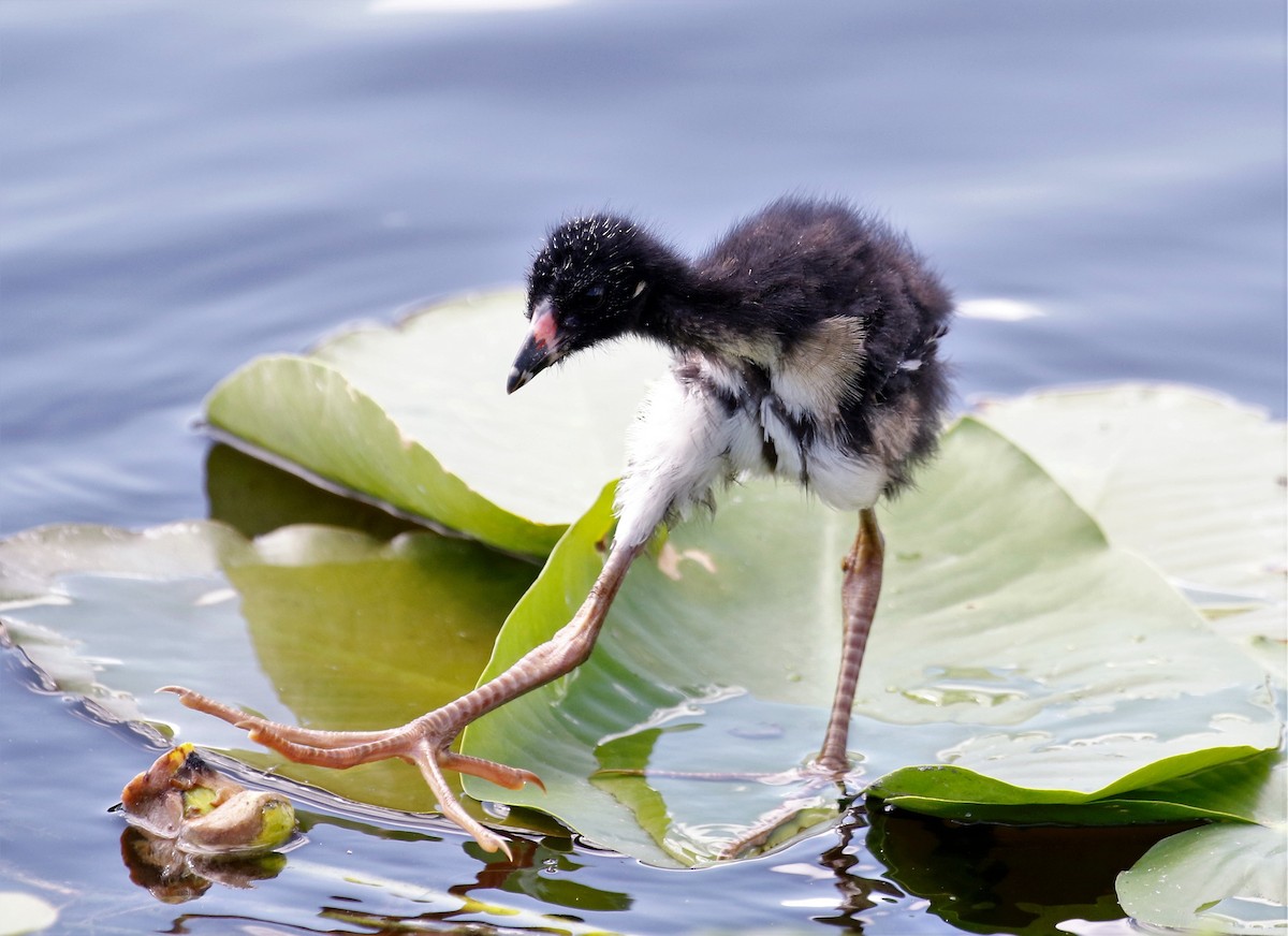 Purple Gallinule - ML473349141