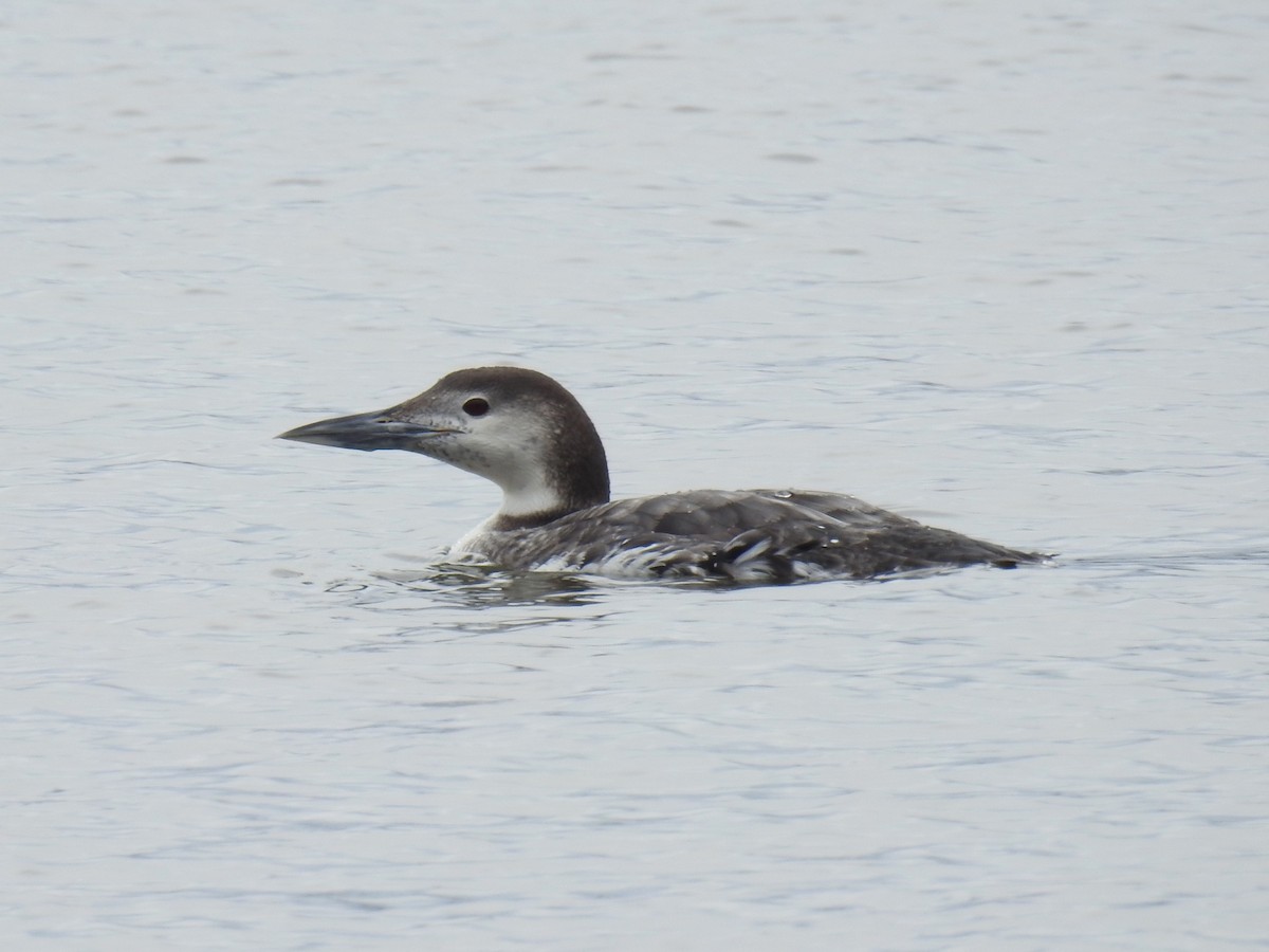 Common Loon - ML47334931