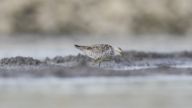 Stilt Sandpiper - ML473349821