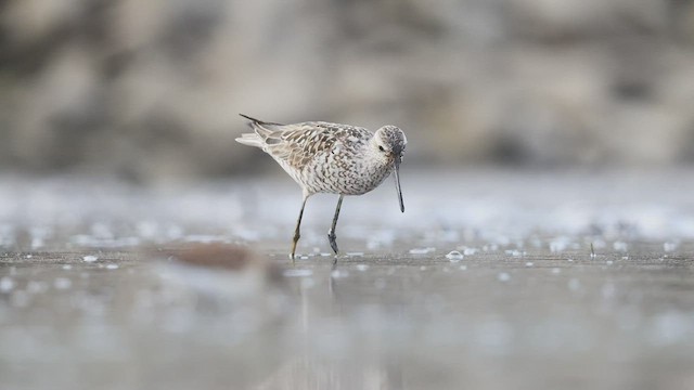Bécasseau à échasses - ML473349881
