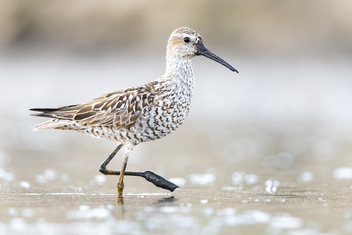 Stilt Sandpiper - ML473349931