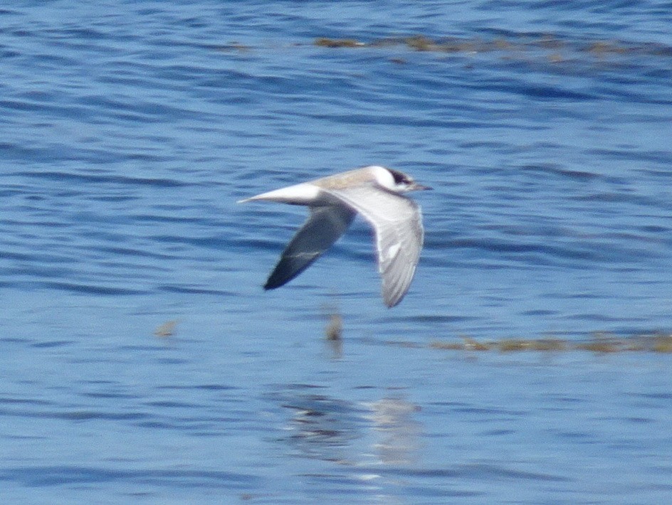 Common Tern - ML473350581