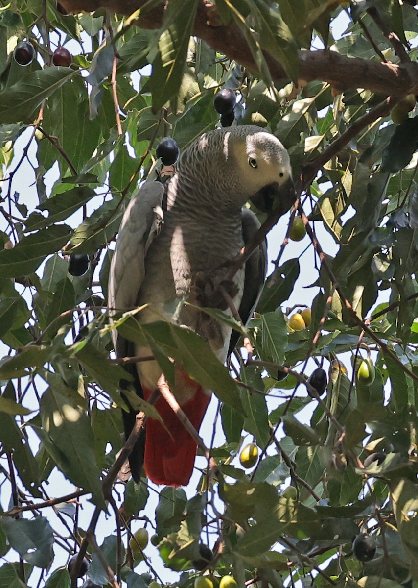 papoušek žako (ssp. erithacus) - ML473352671