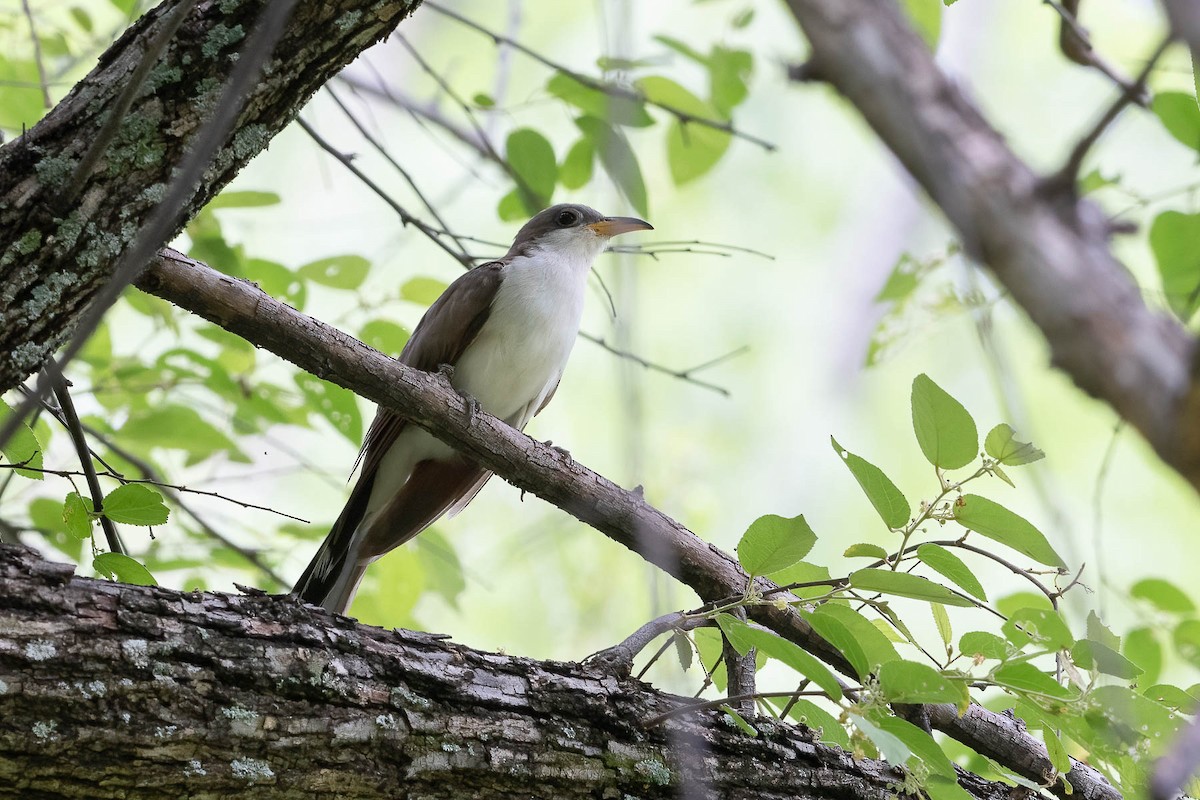 Yellow-billed Cuckoo - ML473353031