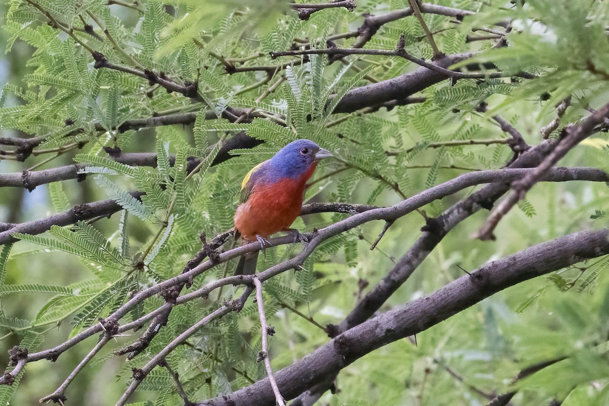 Painted Bunting - ML473353391