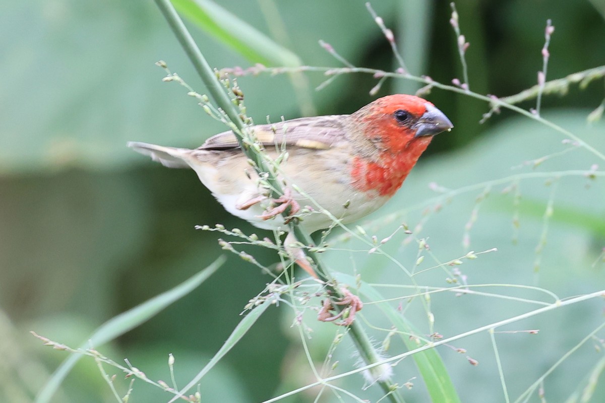 Cardinal Quelea - Alan Bedford-Shaw