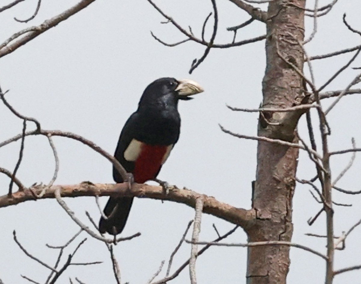 Black-breasted Barbet - ML473355521