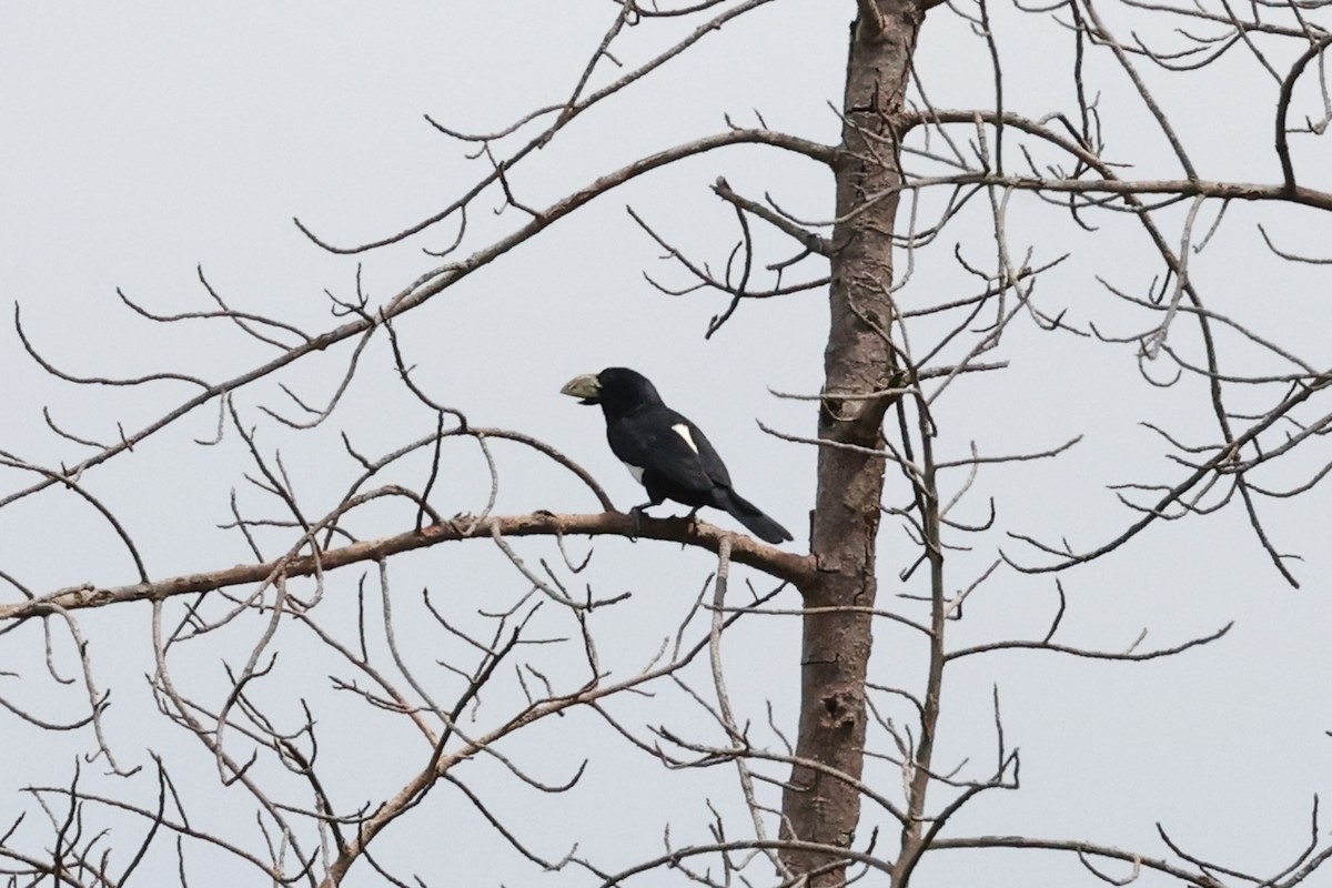 Black-breasted Barbet - Alan Bedford-Shaw