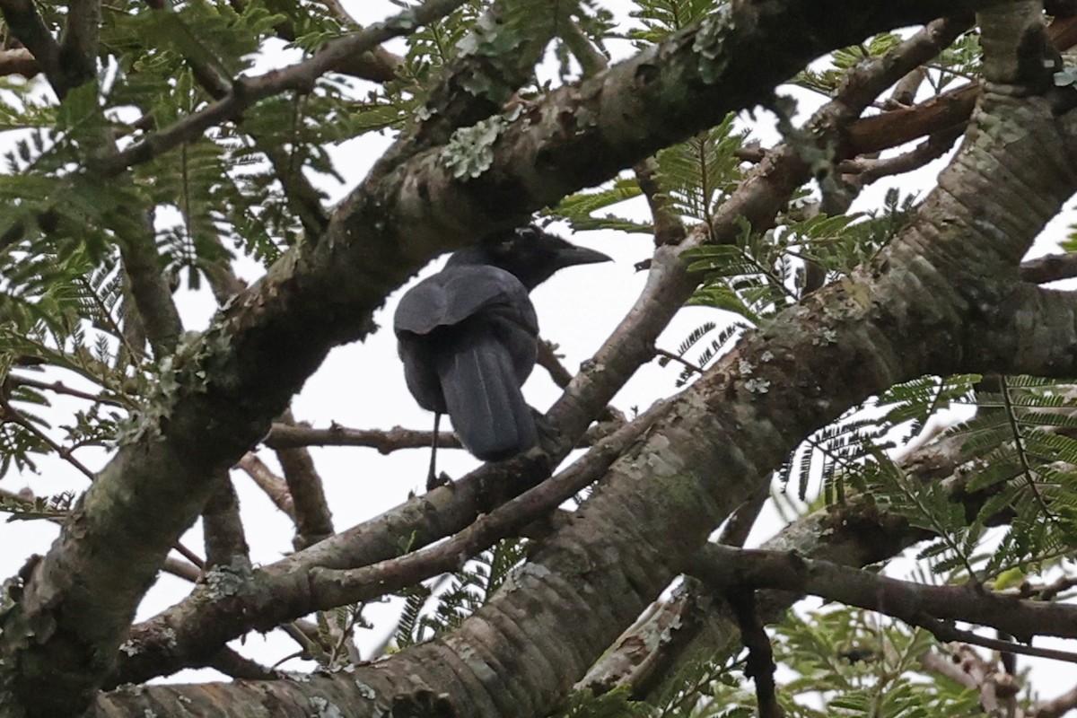 Slate-colored Boubou - Alan Bedford-Shaw