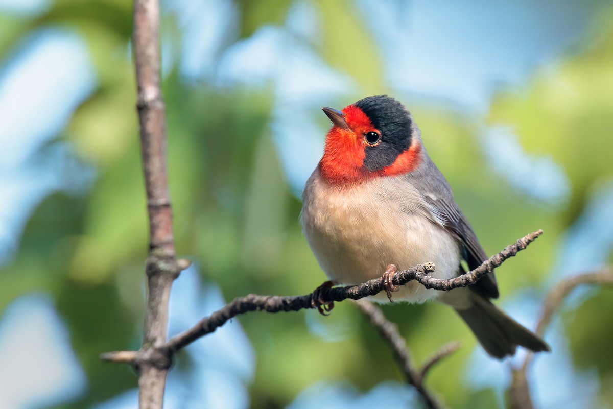 Red-faced Warbler - ML473356431