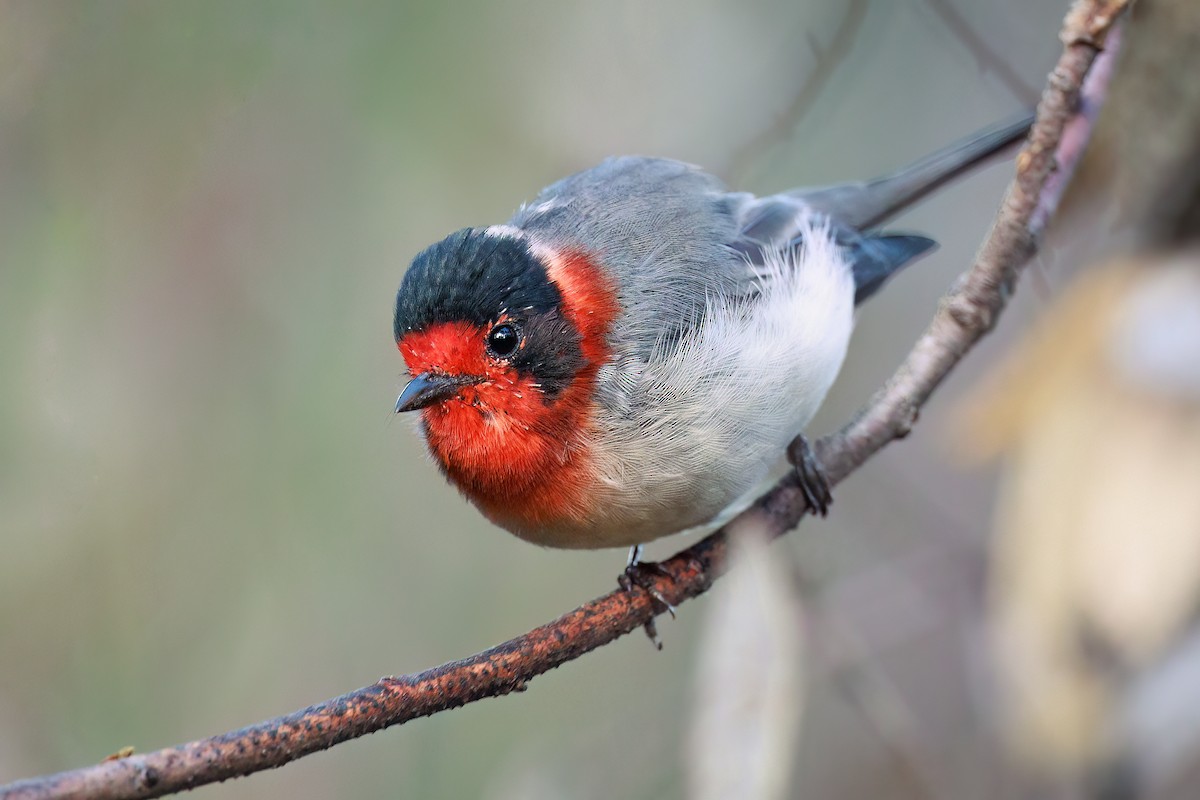 Red-faced Warbler - ML473356451