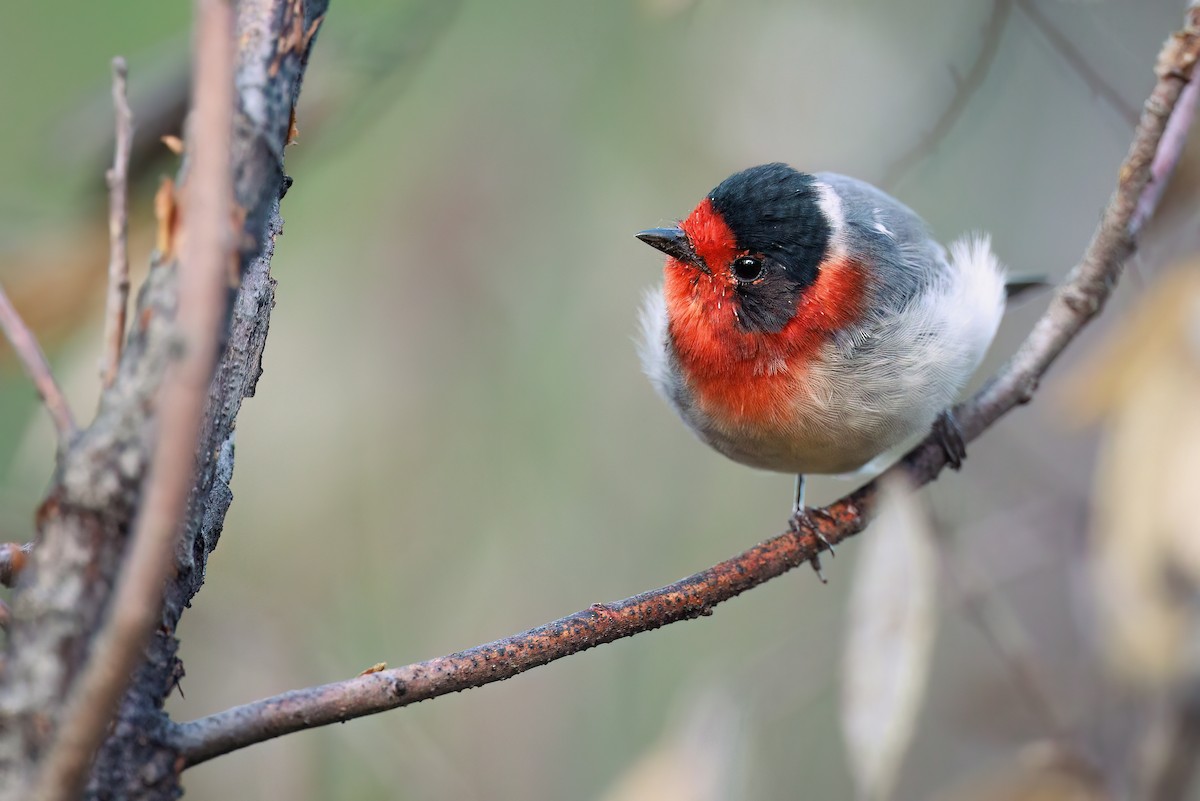 Red-faced Warbler - ML473356461