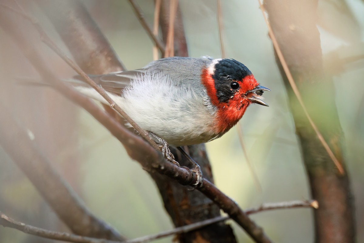 Red-faced Warbler - ML473356561