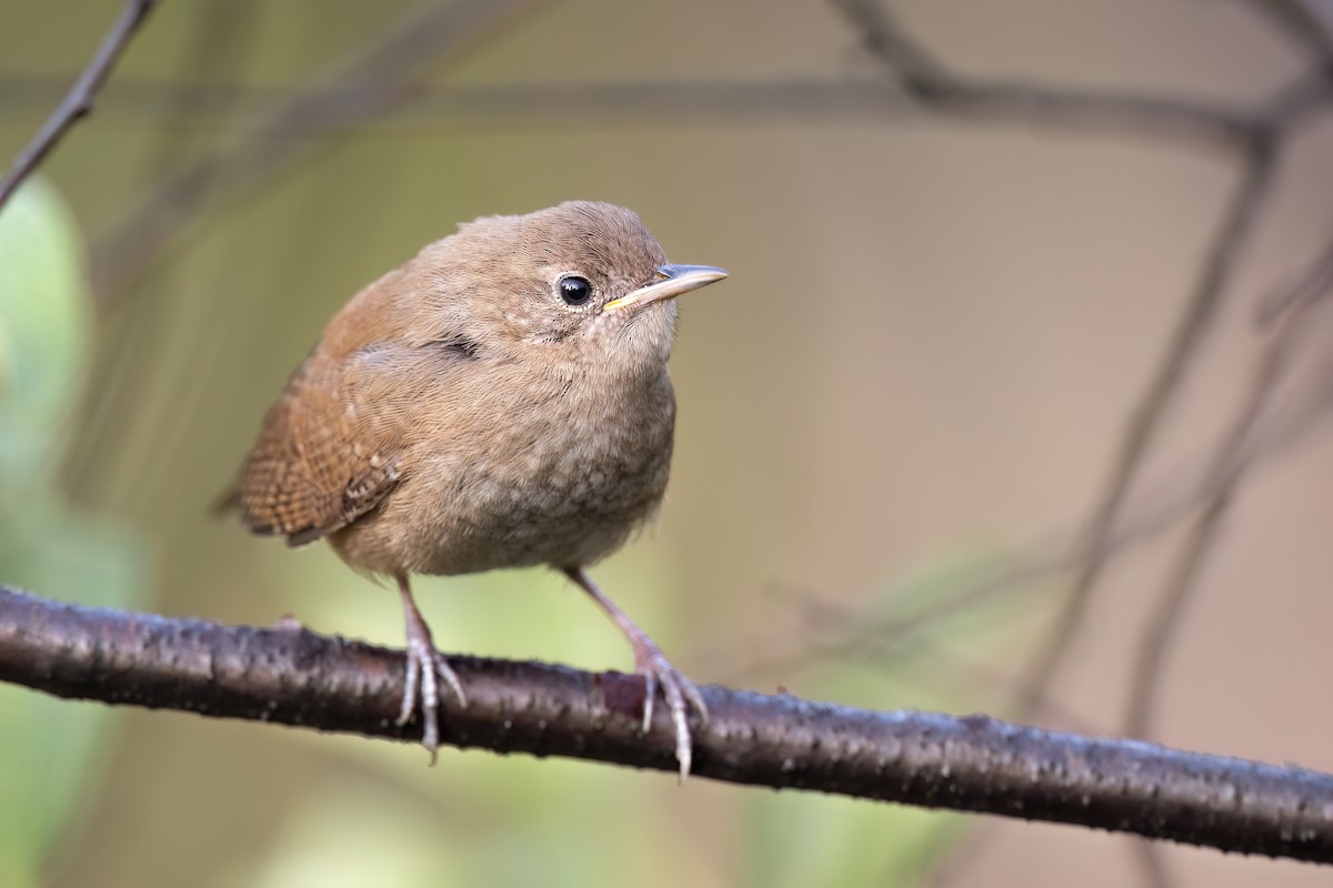 Northern House Wren - ML473357411