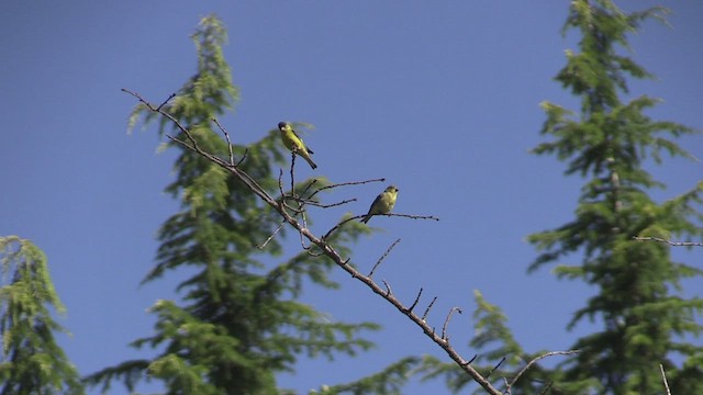 Lesser Goldfinch - ML473357481