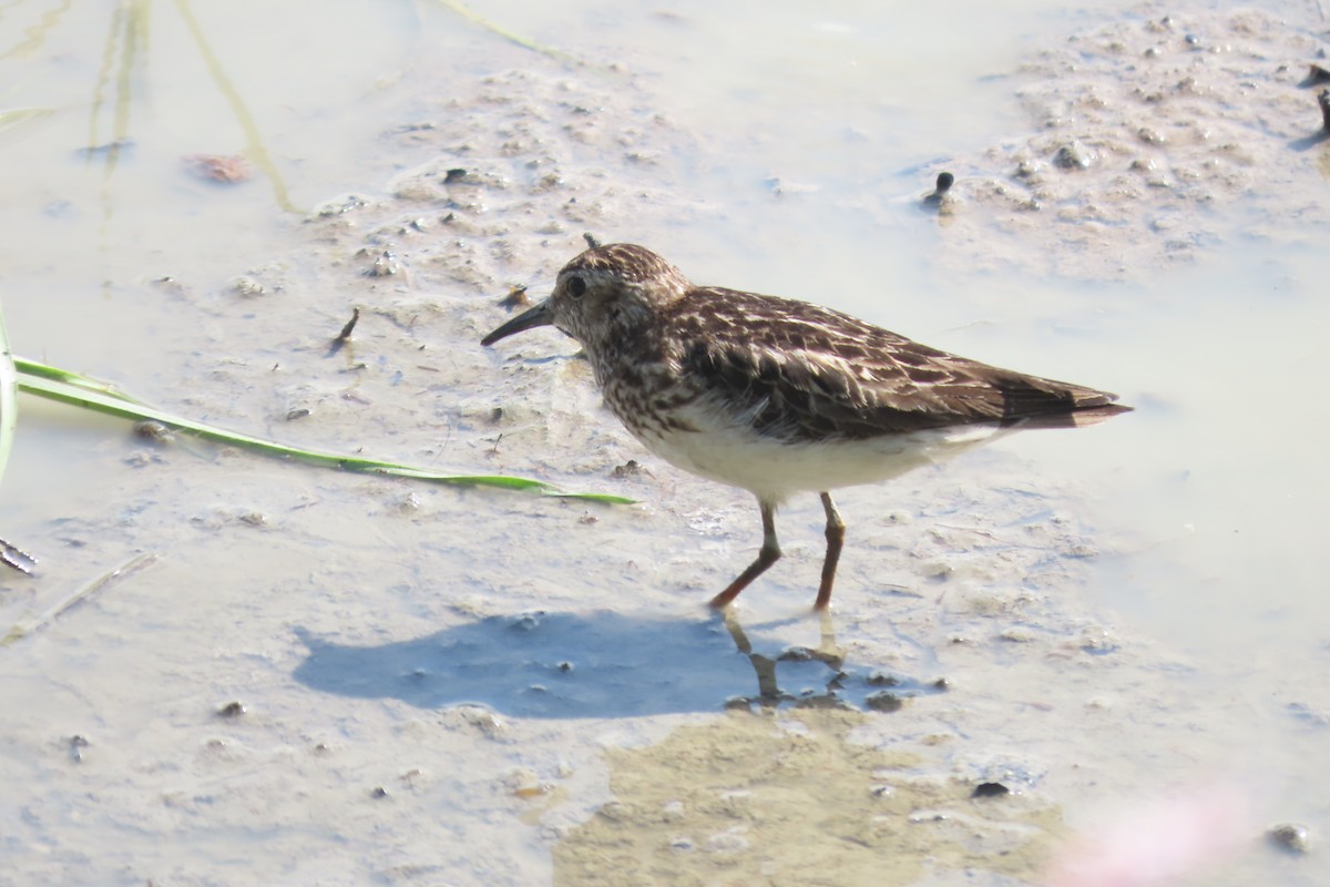 Least Sandpiper - ML473358751