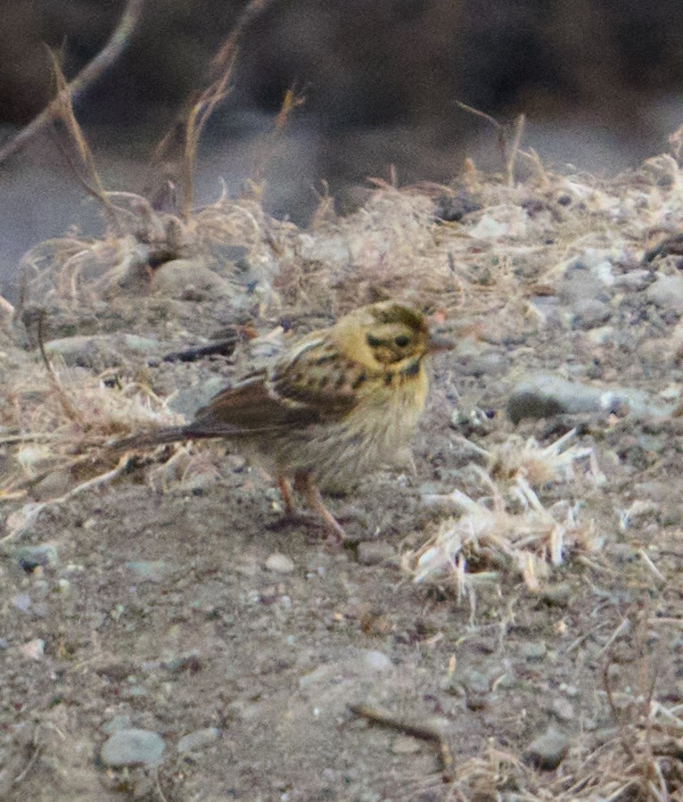 Savannah Sparrow - ML473359101