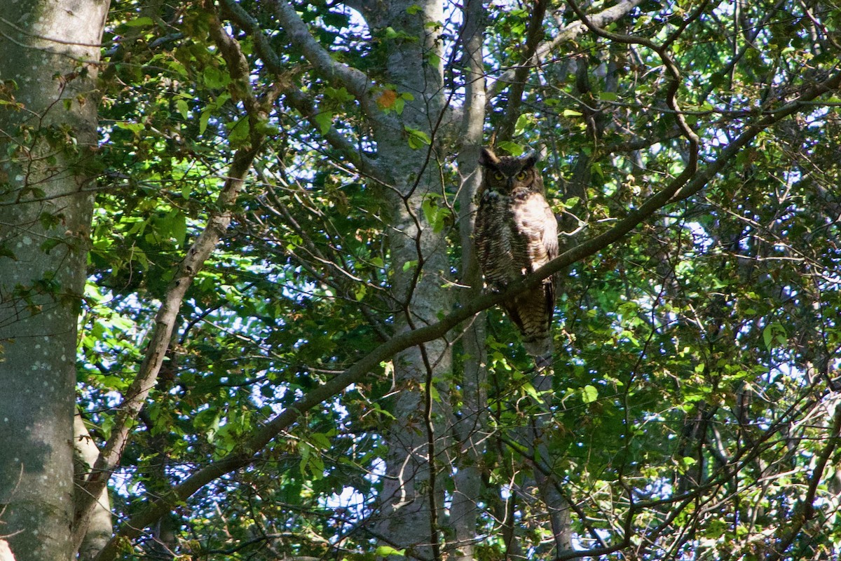 Great Horned Owl - ML473360861