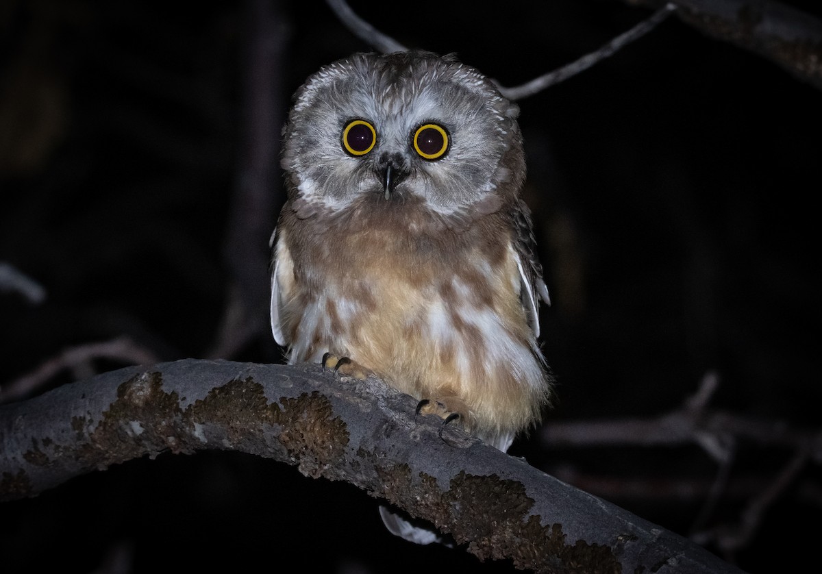 Northern Saw-whet Owl - ML473362371