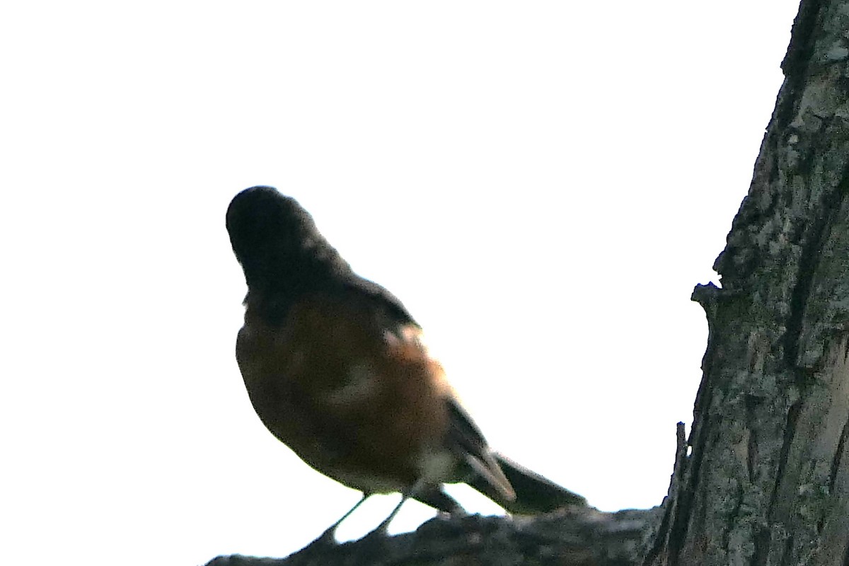 Orchard Oriole - ML473364761