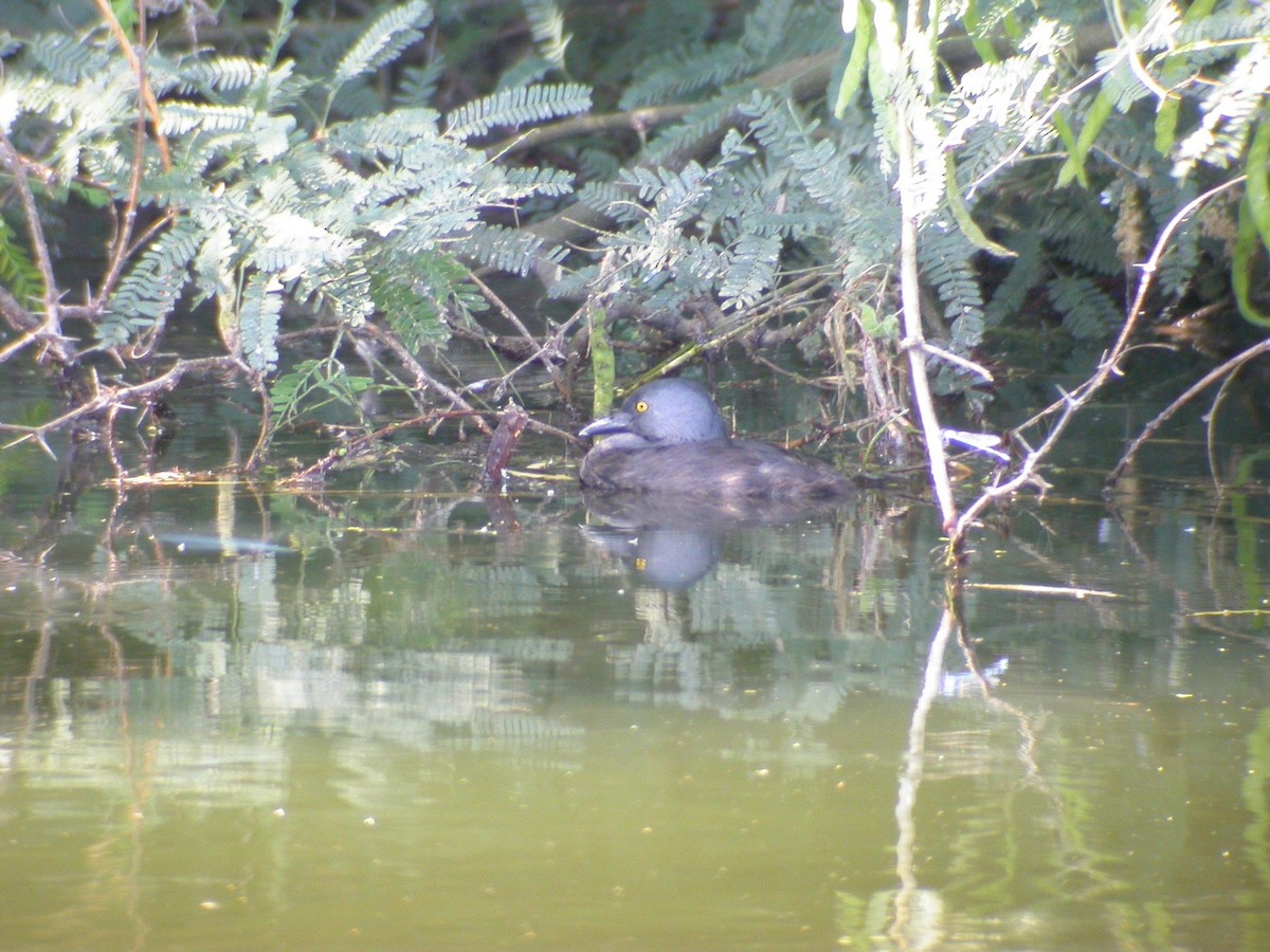 Least Grebe - ML47336501
