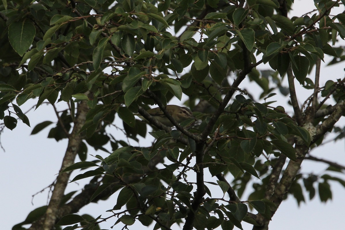 Vireo Ojirrojo - ML473365511