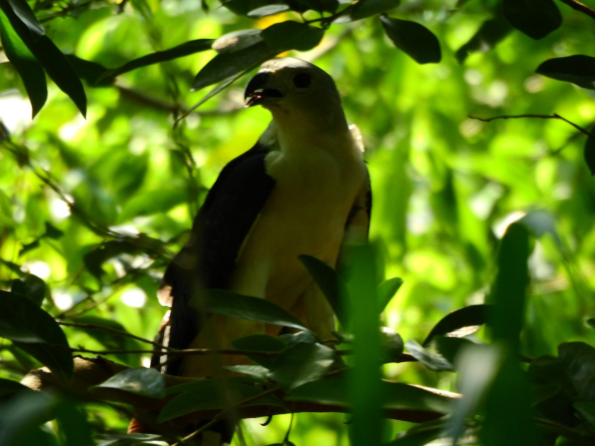 Gray-headed Kite - ML473366091