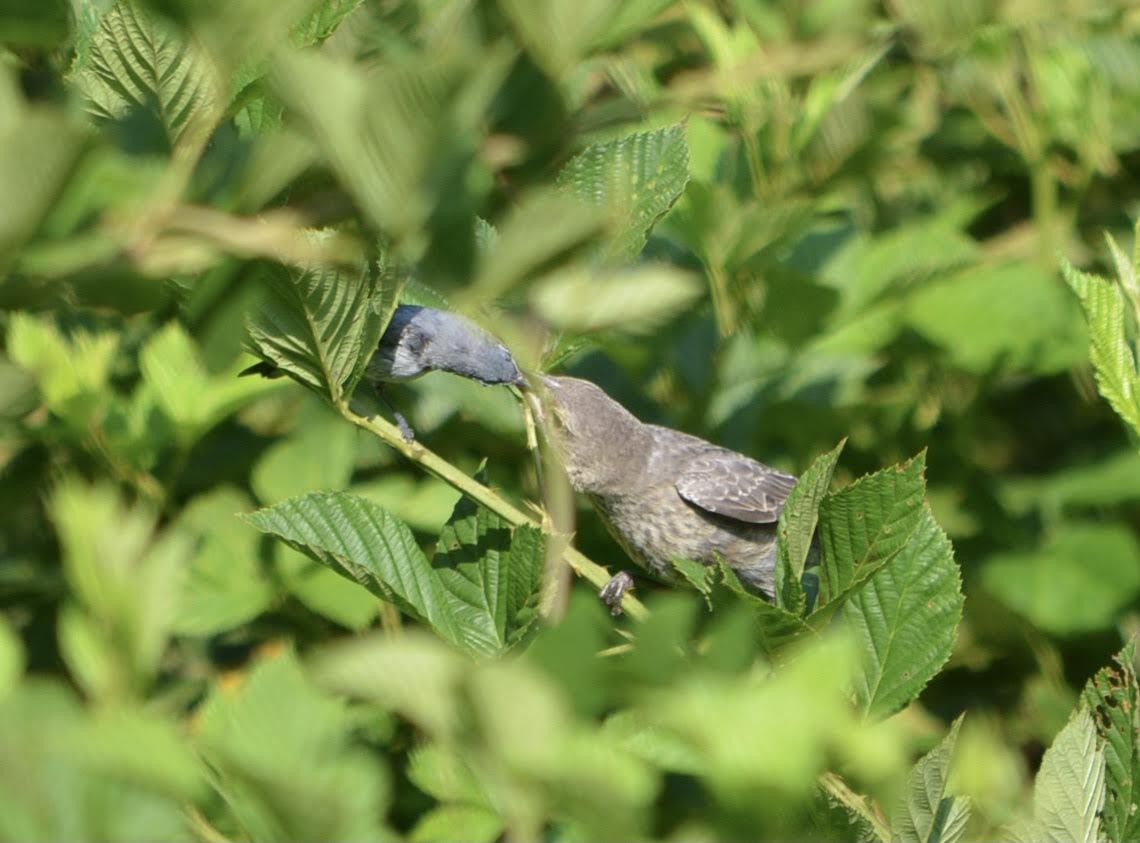 Blue-gray Gnatcatcher - ML473368911