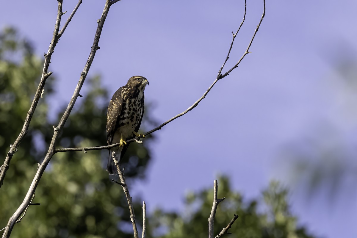 Broad-winged Hawk - ML473371271