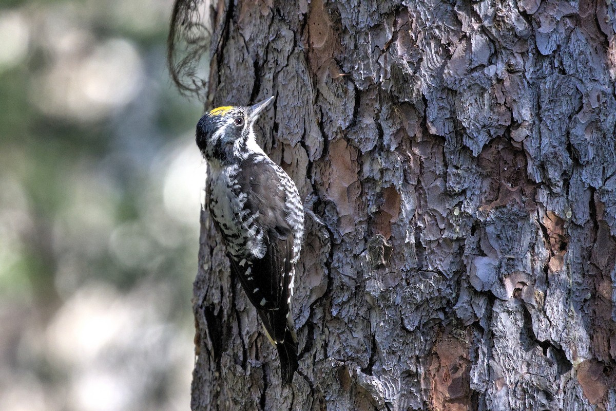 American Three-toed Woodpecker - Jimmy Chan