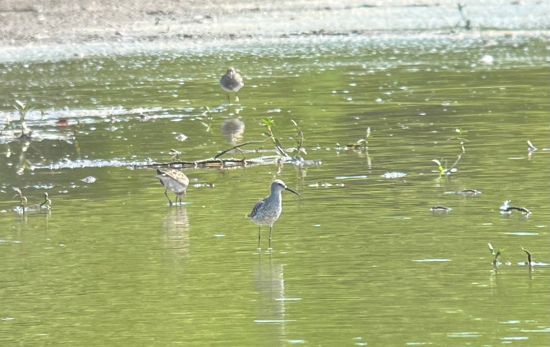 Stilt Sandpiper - ML473373241