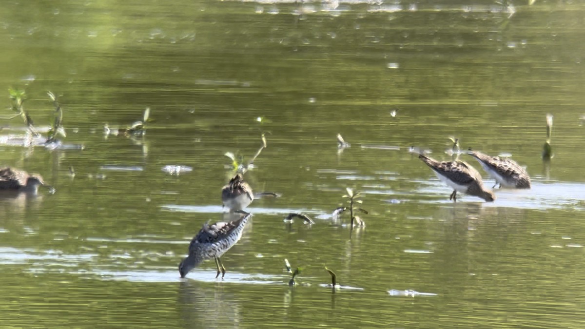 Stilt Sandpiper - ML473373261