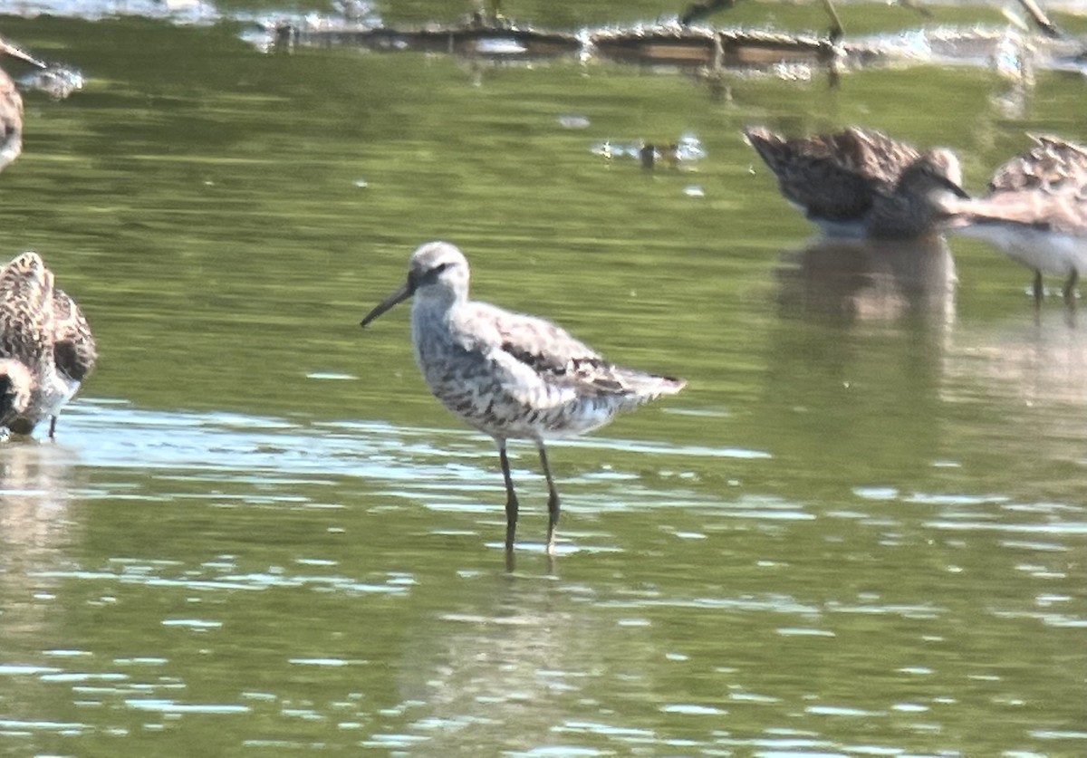 Stilt Sandpiper - ML473373271