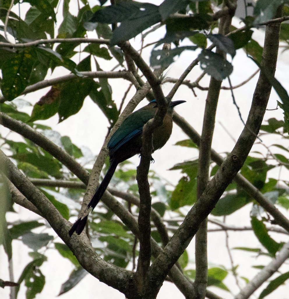 Lesson's Motmot - ML47337531