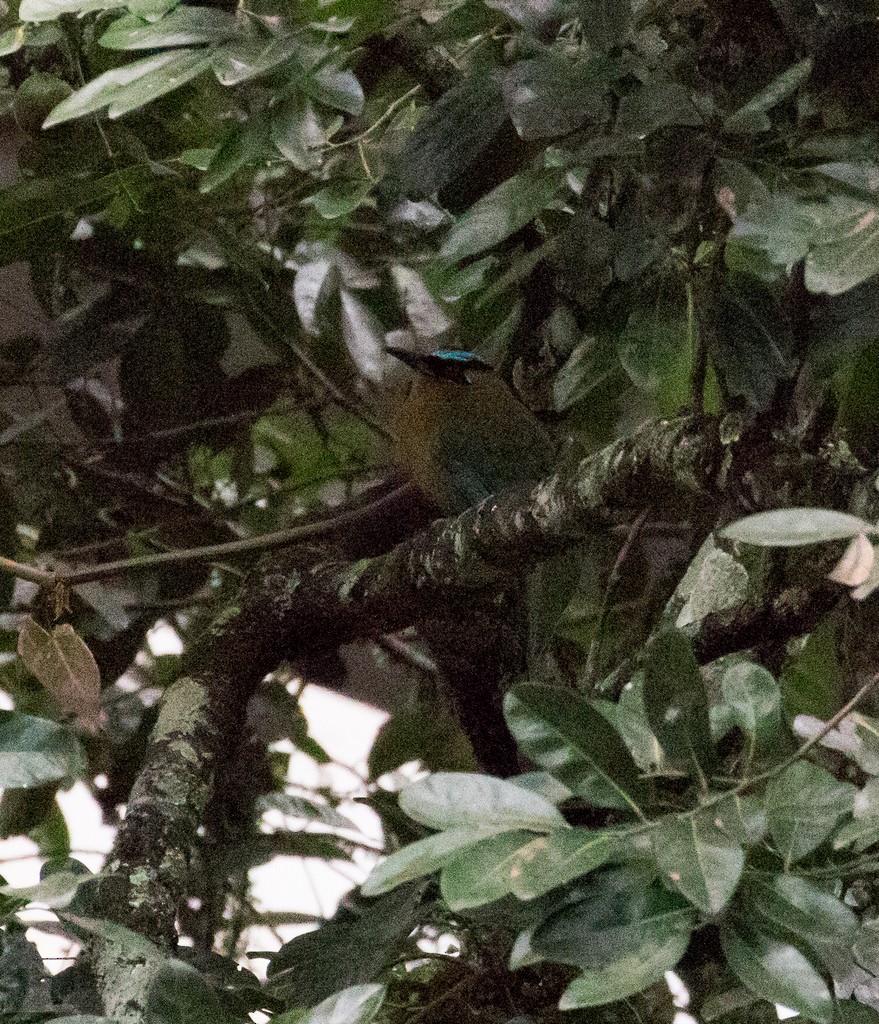 Lesson's Motmot - ML47337541