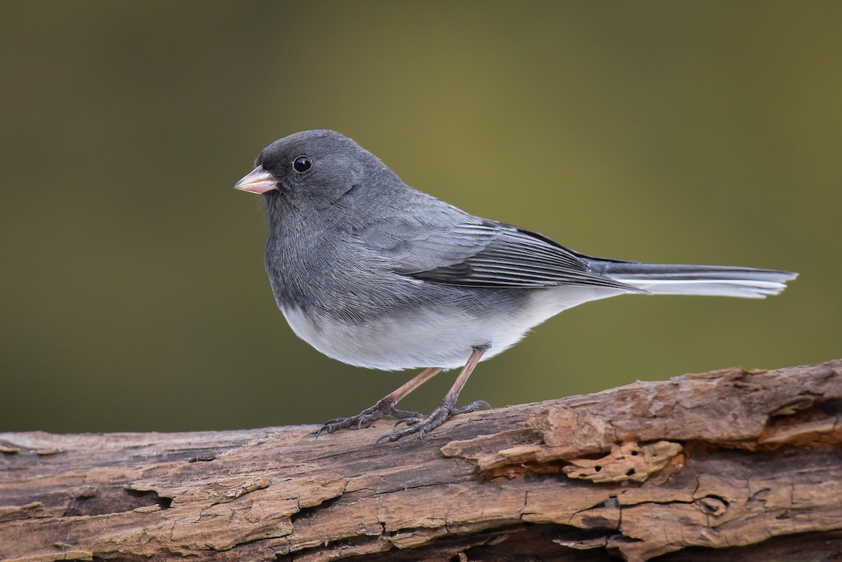 Dark-eyed Junco - Scott Martin