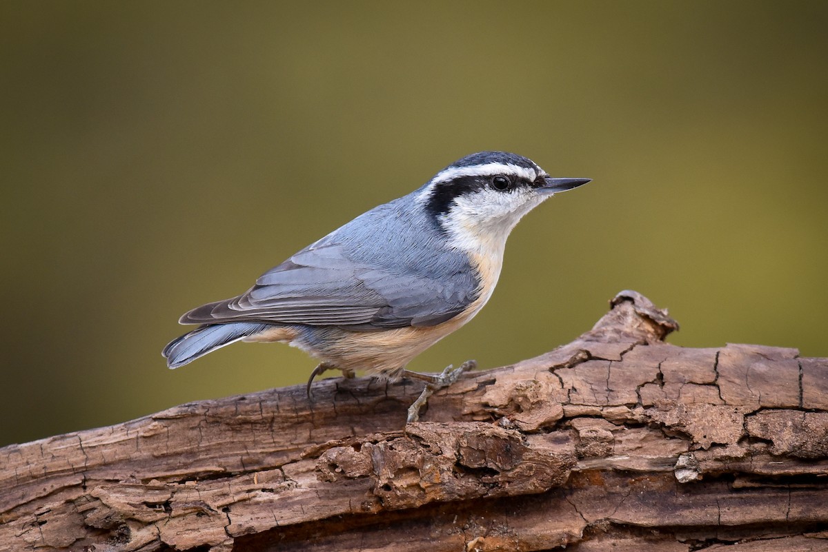 Red-breasted Nuthatch - ML47337691