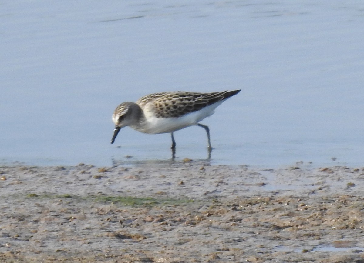 Semipalmated Sandpiper - ML473377051