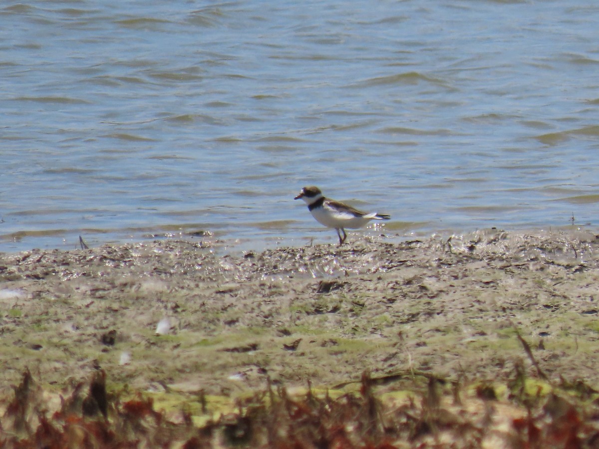 Semipalmated Plover - ML473377211