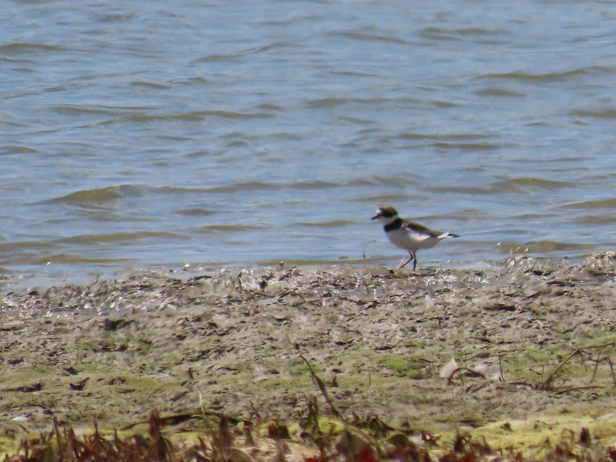 Semipalmated Plover - ML473377221